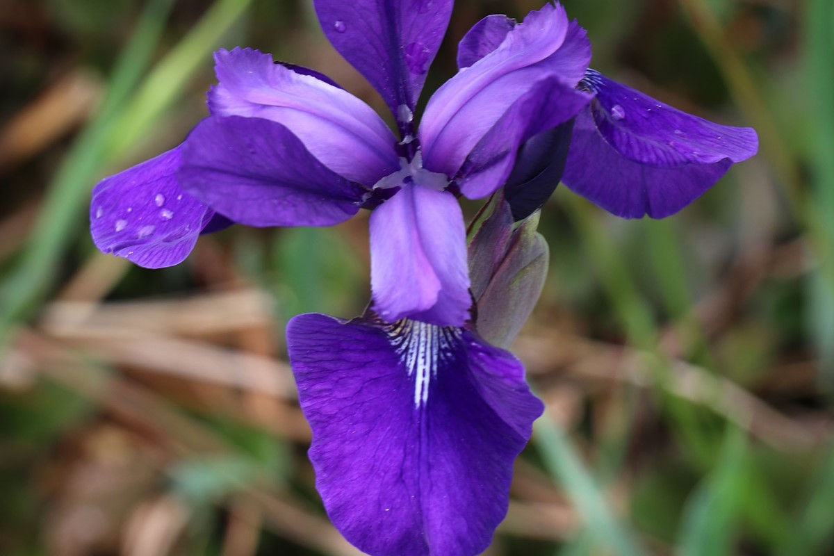 Iris sibirica (1).jpg